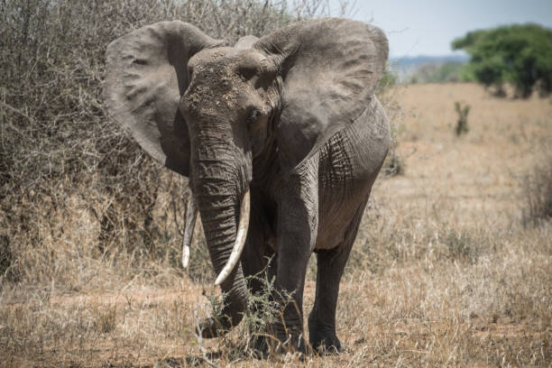istock Big african male elephant 1142713265
