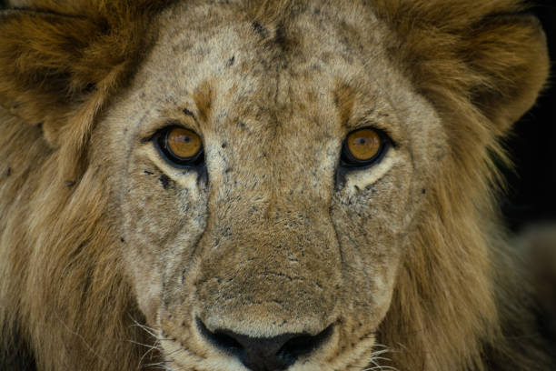 Portrait of  male lion in Tarangire National Park