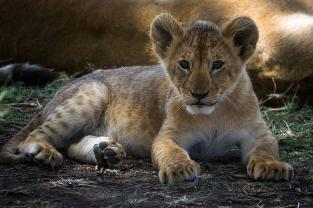 istock Puppy lion 1142713924