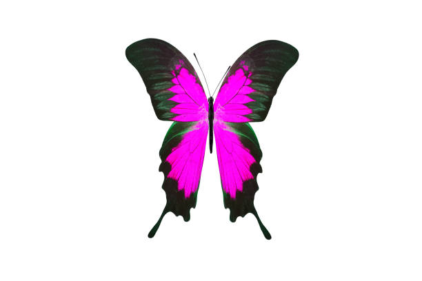 istock tropical purple butterfly. isolated on white background 1142714204