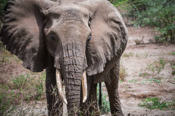 istock Big african male elephant 1142714446