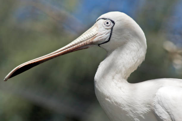istock this is a close up of ayellow Spoonbil 1142715583