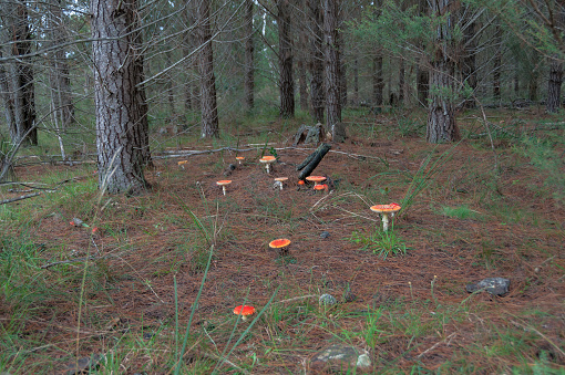 Fly agaric mushrooms in forest. Hallucinogenic poisonous mushrooms in the wild