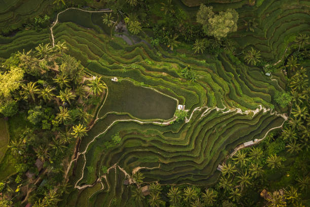 istock Tegallalang Rice Terraces in Bali 1142716681