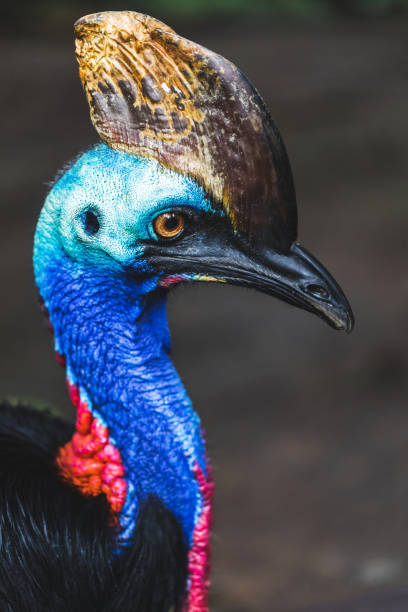 The northern cassowary (Casuarius unappendiculatus) also known as the one-wattled cassowary. Is a large, aggressive, stocky, flightless bird of northern New Guinea and Australia