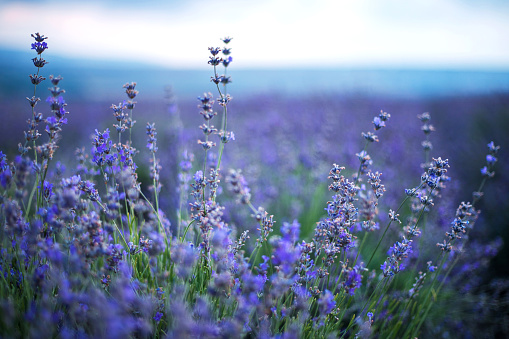 Lavender flowers in a soft focus and blur background. Fresh lavender field in Crimea.