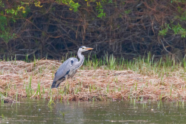 istock The Hunting Grey Heron (Ardea cinerea) Grey Heron Waters Edge 1142717626