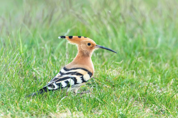 Hoopoe, Common Hoopoe (Upupa epops) Eurasian Hoopoe