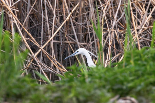 istock Little Egret Hunting (Egretta garzetta) White little Egret 1142722003