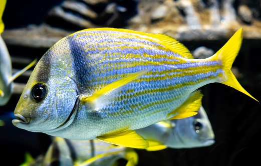 Closeup of a Yellowtail Snapper fish in a large aquarium. This specimen was captured in a school of similar fish. The fish is commonly found in the Western Atlantic Ocean including the Gulf of Mexico and the Caribbean Sea.