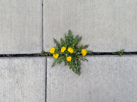 Dandelion growing in a crack in a concrete sidewalk.