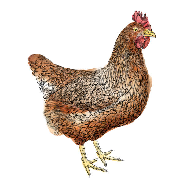 hühnervektor-illustration in aquarell und pen - rhode island red huhn stock-grafiken, -clipart, -cartoons und -symbole