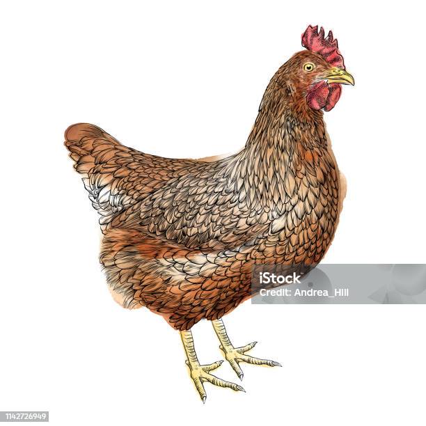 Chicken Vector Illustration In Watercolor And Pen Stock Illustration - Download Image Now - Chicken - Bird, Chicken Meat, Watercolor Painting