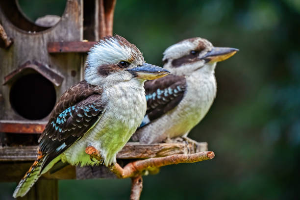 Laughing Kookaburras (Dacelo novaeguineae) Two Australian native Laughing Kookaburras kookaburra stock pictures, royalty-free photos & images