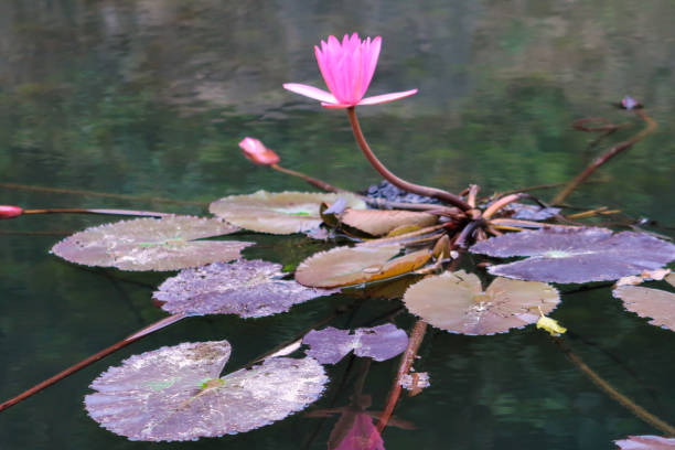 istock Lily in pond, Ninh Binh 1142727625