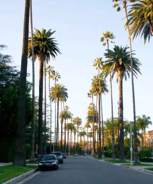 Tall beautiful palm trees on a quiet street in Beverly Hills, Los Angeles