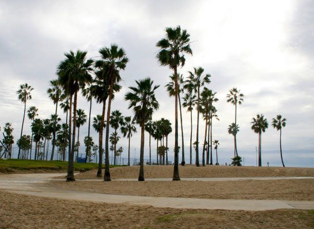 istock Palm trees in Venice Beach, California 1142727777