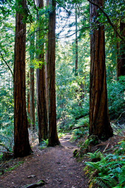 istock Quiet footpath in the Muir Woods, California 1142728468