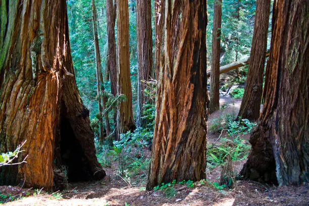 The massive trunks of redwoods, added to their height and their beauty populate the beautiful Muir Woods in San Francisco