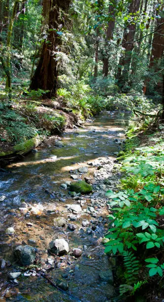 Small, quiet stream running in the beautiful woods of Muir Woods in California