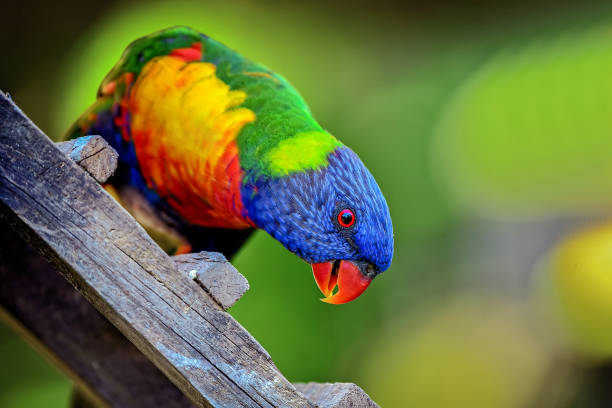 Rainbow Lorikeet  (Trichoglossus moluccanus) Close up portrait of a rainbow lorikeet rainbow lorikeet photos stock pictures, royalty-free photos & images