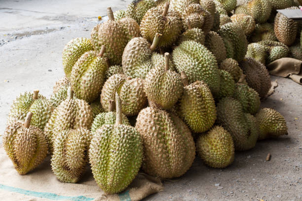 istock Durian King of the fruit in Thailand 1142729818