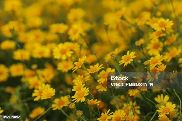Dahlberg Daisy Stock Photo - Download Image Now - Agricultural Field, Backgrounds, Beauty