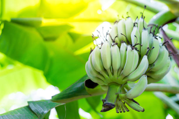 banana tree, banana bunch con fondo de luz solar - banana plantation green tree fotografías e imágenes de stock