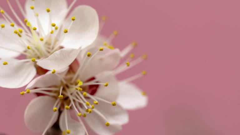 Apricot Flower blooming against pink background in a time lapse movie. Prunus armeniaca growing in vertical moving time-lapse. - Stock video