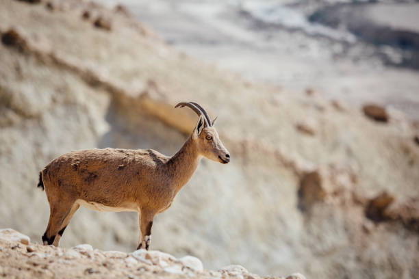 istock GOAT Nubian ibex Capra nubiana. 1142732489