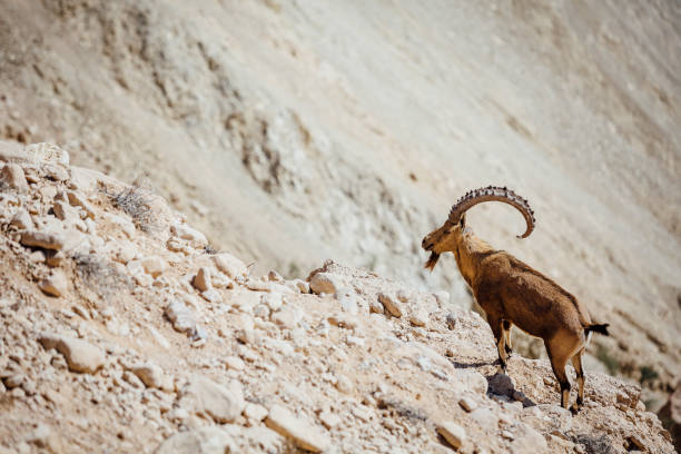 istock GOAT Nubian ibex Capra nubiana. 1142733017