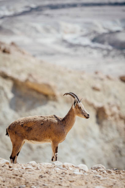 istock GOAT Nubian ibex Capra nubiana. 1142733018