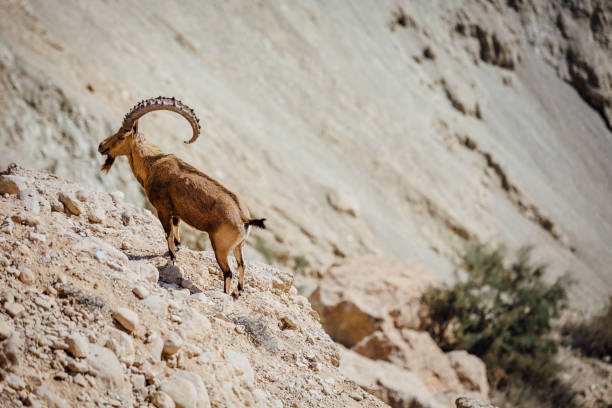 istock GOAT Nubian ibex Capra nubiana. 1142733055