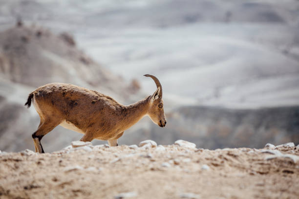istock GOAT Nubian ibex Capra nubiana. 1142733093