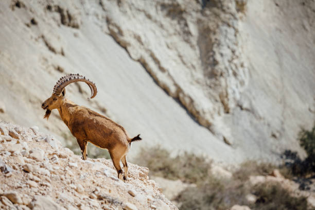 GOAT Nubian ibex Capra nubiana.