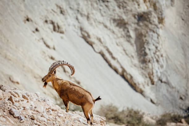 istock GOAT Nubian ibex Capra nubiana. 1142733097