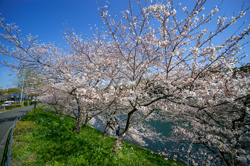 Tokyo Cherry blossom