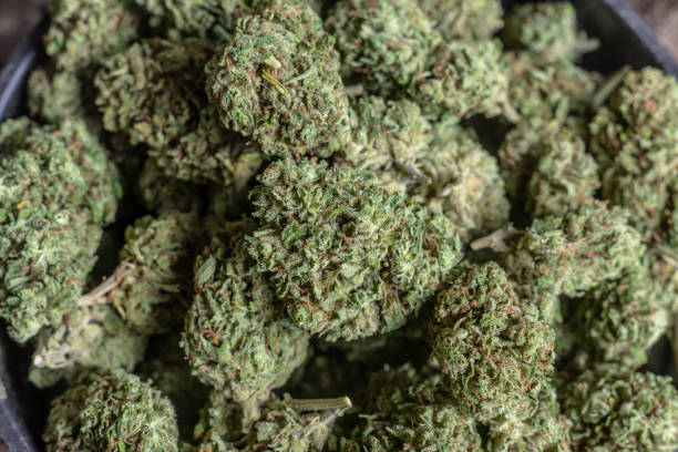 istock Cannabis or marijuana flowers or buds trimmed 1142733332