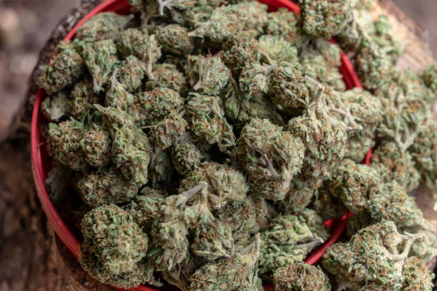 istock Cannabis or marijuana flowers or buds trimmed 1142733888
