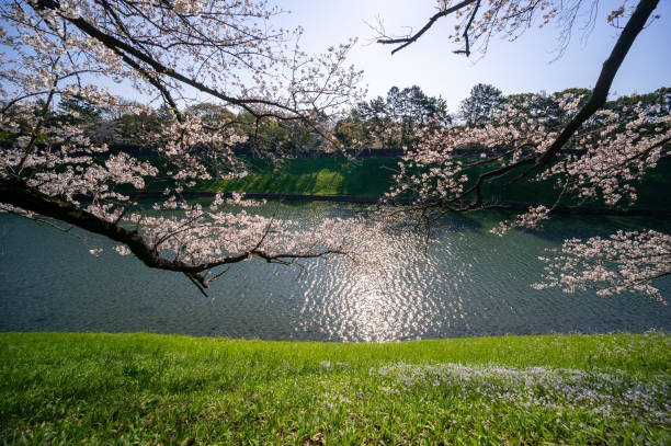 istock Cherry blossom, Tokyo, Japan 1142734071
