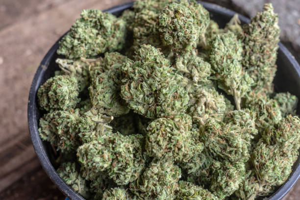 istock Cannabis or marijuana flowers or buds trimmed 1142734829