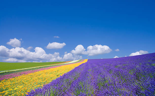 istock Flower field and blue sky with clouds. 114273619