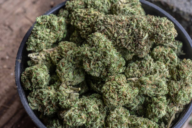 istock Cannabis or marijuana flowers or buds trimmed 1142737429