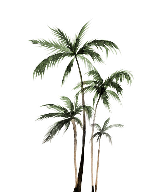 Palm tree Palm tree coconut palm tree stock illustrations