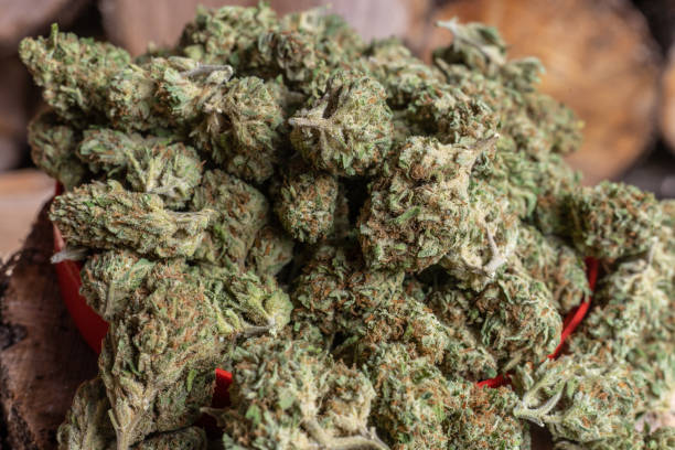 istock Cannabis or marijuana bouquets untrimmed in a tray. Close up. Macro. 1142740283