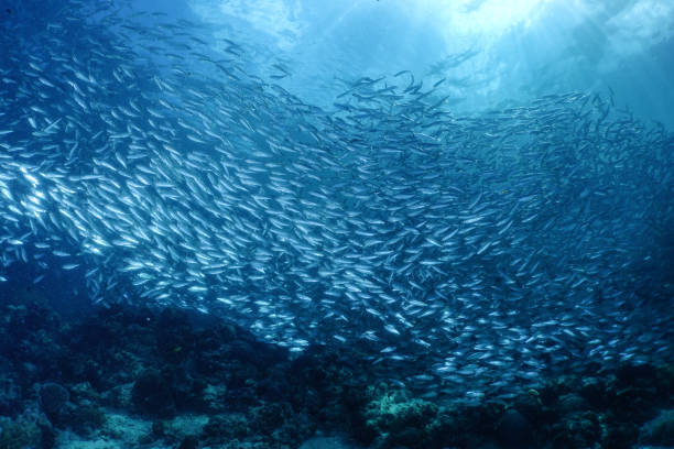 istock Sardines in Moalboal 1142742136