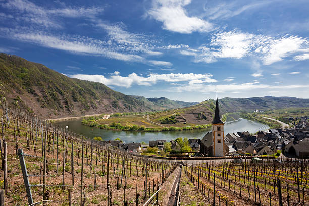istock vineyards at the winding Mosel river near Bremm 114274657