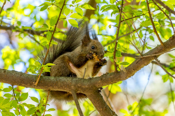 istock Squirrel in the city park of Sofia, Bulgaria 1142746668