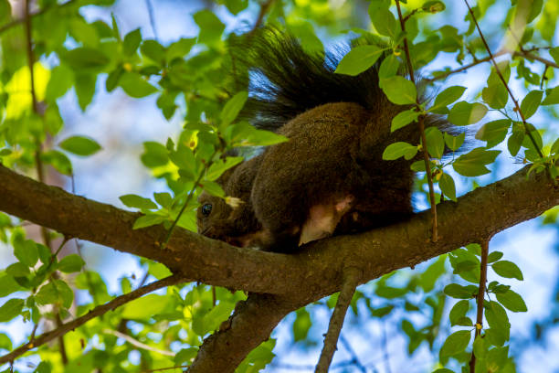 istock Squirrel in the city park of Sofia, Bulgaria 1142746669