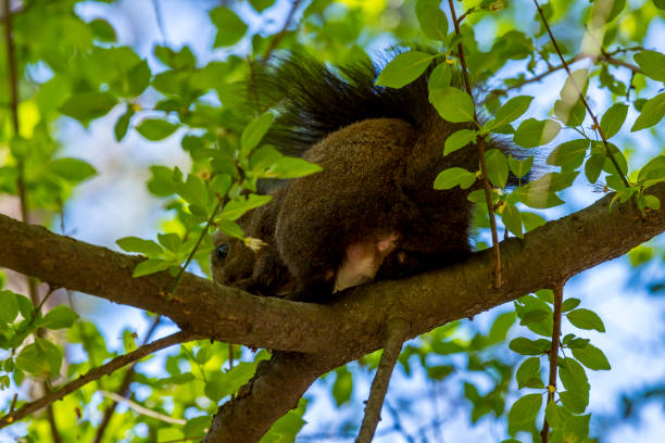 istock Squirrel in the city park of Sofia, Bulgaria 1142746670